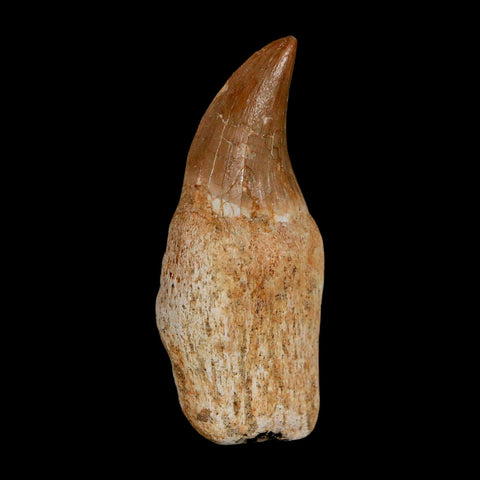 2" Halisaurus Walkeri Mosasaur Fossil Tooth Rooted Cretaceous Dinosaur Era COA