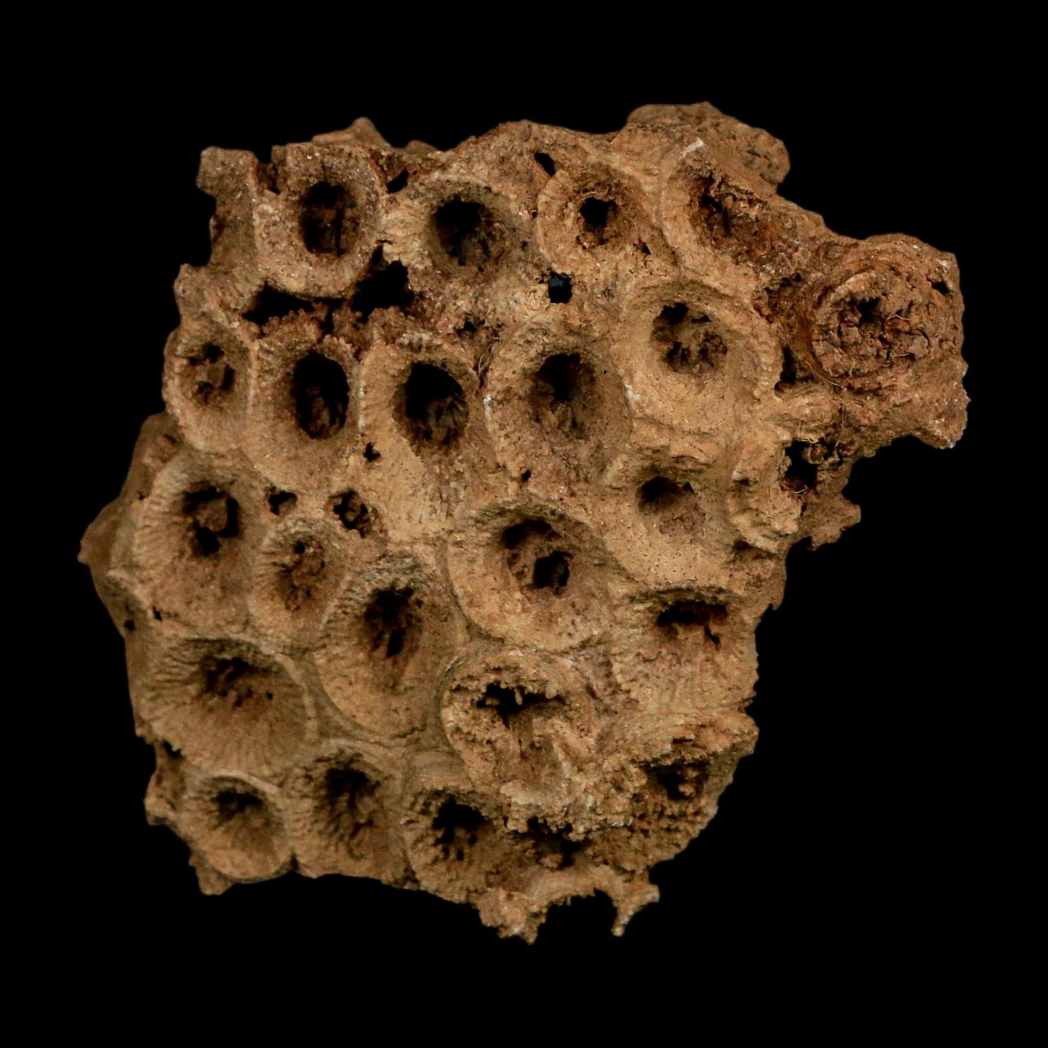 3.2" Colonial Rugose Coral Fossil Devonian Age Speed Quarry, Clark County, Indiana - Fossil Age Minerals