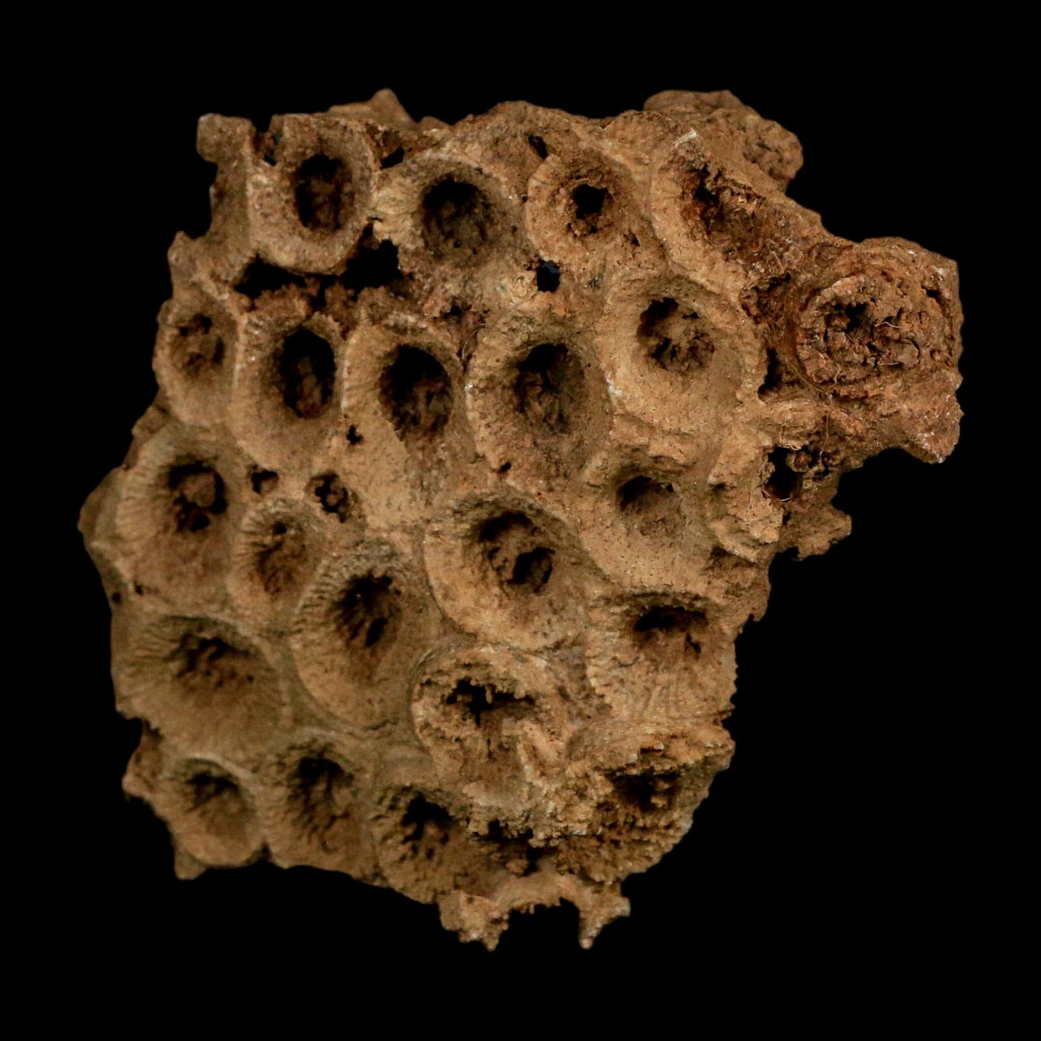 3.2" Colonial Rugose Coral Fossil Devonian Age Speed Quarry, Clark County, Indiana - Fossil Age Minerals
