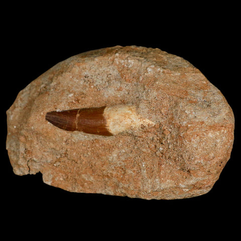 1.7" Plesiosaur Zarafasaura Tooth Fossil In Matrix Cretaceous Dinosaur Era COA - Fossil Age Minerals