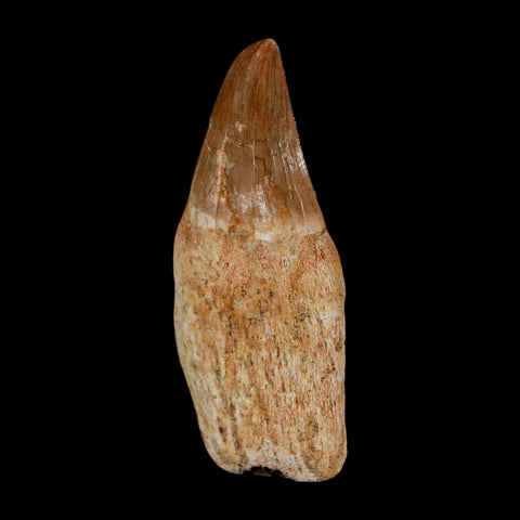 2" Halisaurus Walkeri Mosasaur Fossil Tooth Rooted Cretaceous Dinosaur Era COA