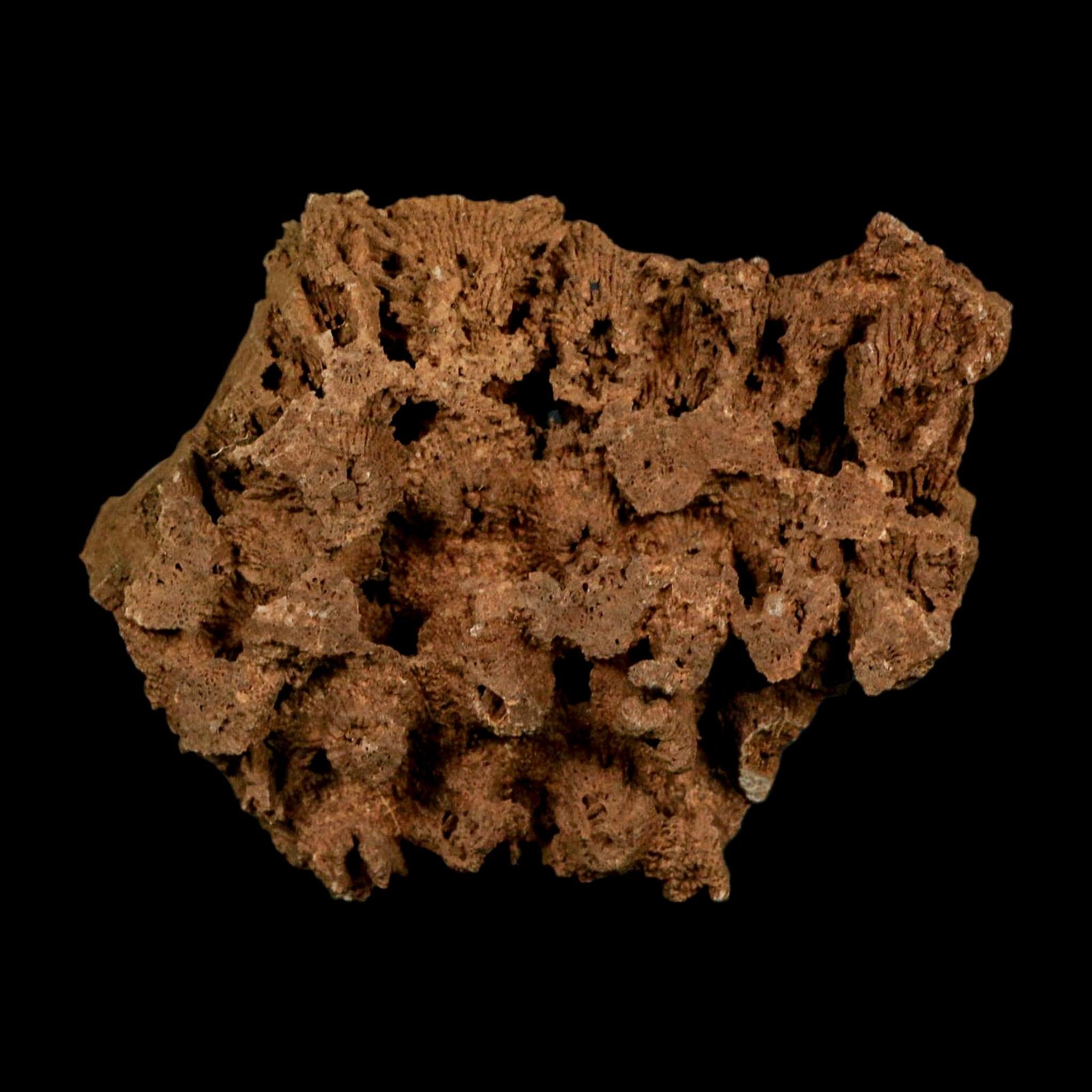3.2" Colonial Rugose Coral Fossil Devonian Age Speed Quarry, Clark County, Indiana - Fossil Age Minerals