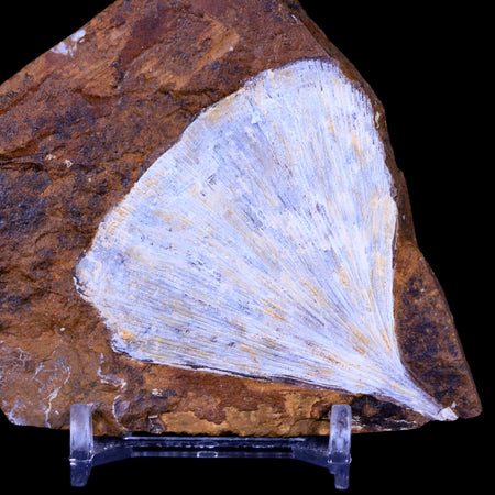 2.4" Detailed Ginkgo Cranei Fossil Plant Leaf Morton County, ND Paleocene Age COA