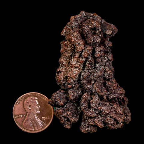 2.2" Prehistoric Coprolite Fossil Specimen Poop Dung Miocene Madagascar - Fossil Age Minerals
