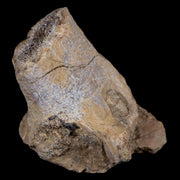 2.1" Maiasaura Hadrosaur Dinosaur Vertebrae Process Fossil Two Medicine FM MT COA