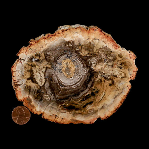 4.8" Fossilized Polished Petrified Wood Branch Madagascar 66-225 Million Yrs Old - Fossil Age Minerals