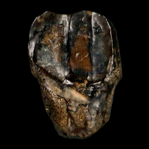 0.4" Avaceratops Fossil Tooth Judith River FM MT Cretaceous Dinosaur Display COA - Fossil Age Minerals
