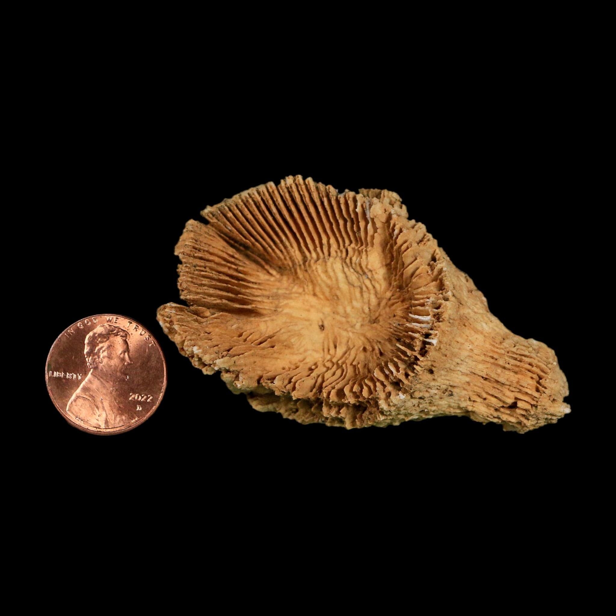 2.6" Rugose Horn Coral Fossil Devonian Age Speed Quarry, Clark County, Indiana