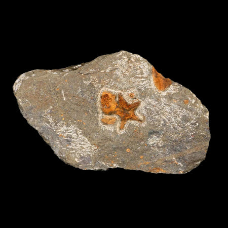 17MM Brittlestar Petraster Starfish Fossil Ordovician Age Blekus Morocco COA