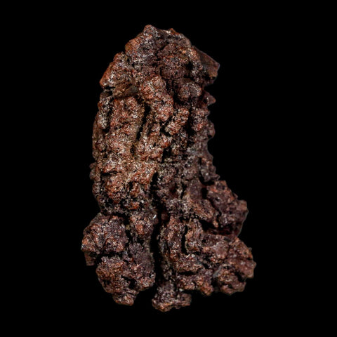 2.2" Prehistoric Coprolite Fossil Specimen Poop Dung Miocene Madagascar - Fossil Age Minerals
