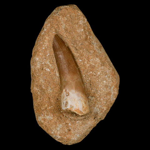 1.9" Plesiosaur Zarafasaura Tooth Fossil In Matrix Cretaceous Dinosaur Era COA - Fossil Age Minerals