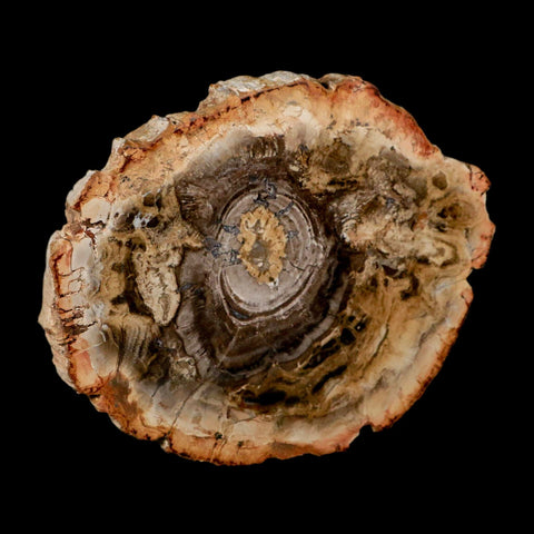 4.8" Fossilized Polished Petrified Wood Branch Madagascar 66-225 Million Yrs Old - Fossil Age Minerals