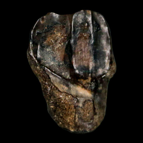0.4" Avaceratops Fossil Tooth Judith River FM MT Cretaceous Dinosaur Display COA - Fossil Age Minerals