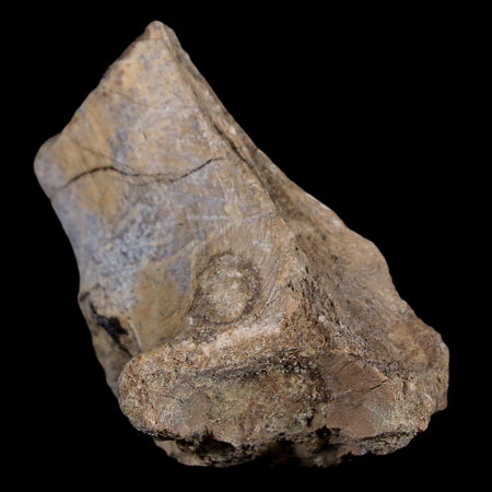 2.1" Maiasaura Hadrosaur Dinosaur Vertebrae Process Fossil Two Medicine FM MT COA