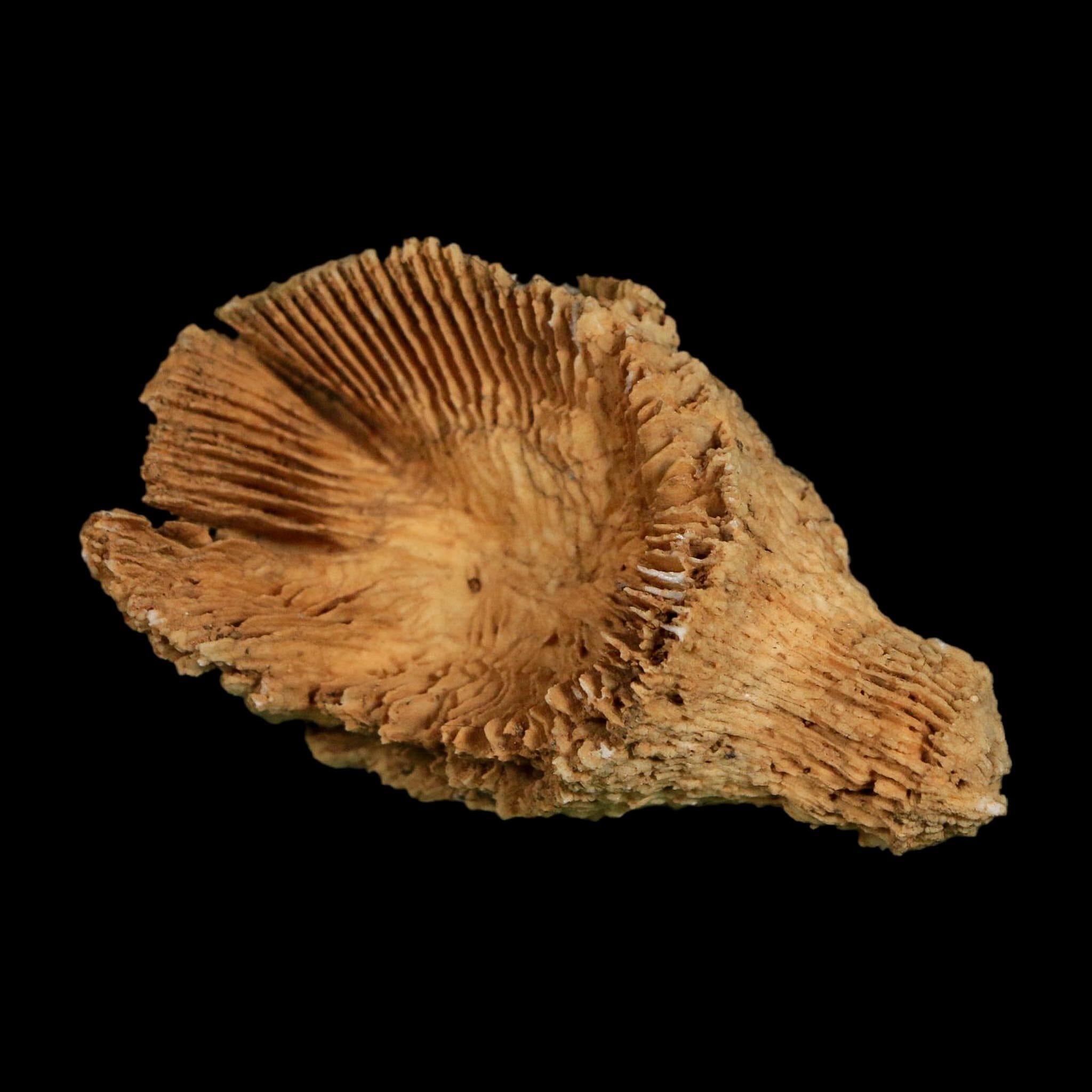 2.6" Rugose Horn Coral Fossil Devonian Age Speed Quarry, Clark County, Indiana