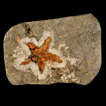 22MM Brittle Star Petraster Starfish Fossil Ordovician Age Blekus Morocco COA