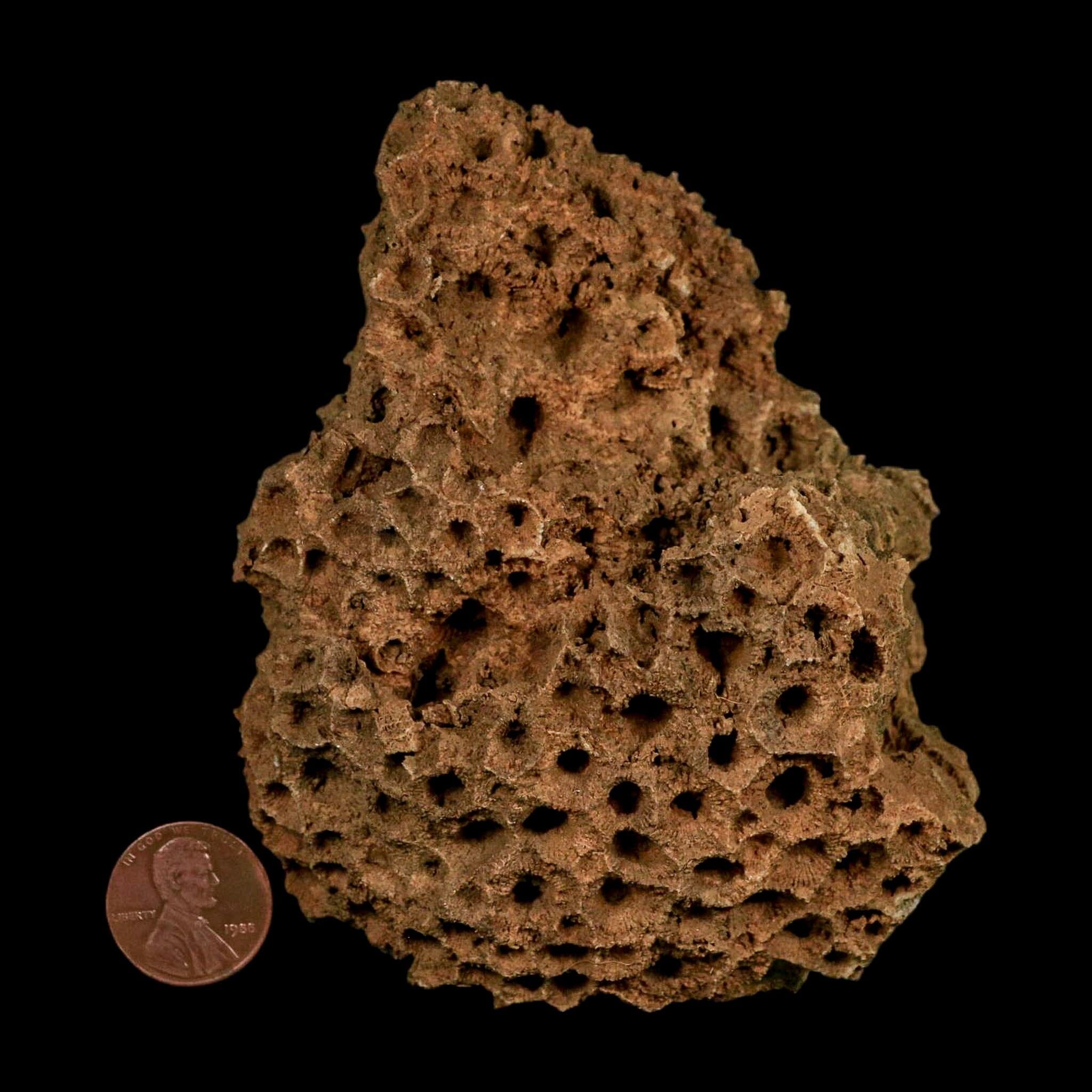 3.9" Colonial Rugose Coral Fossil Devonian Age Speed Quarry, Clark County, Indiana - Fossil Age Minerals