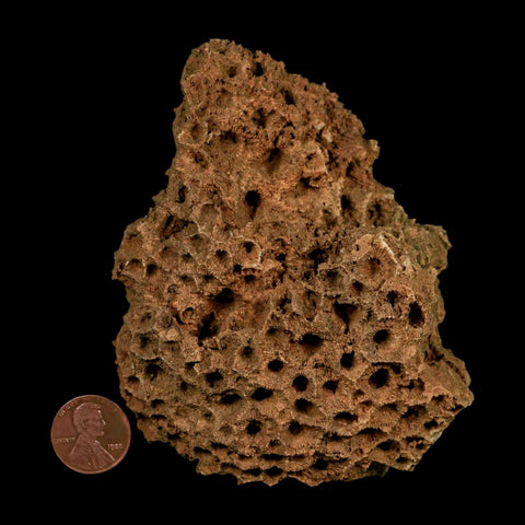 3.9" Colonial Rugose Coral Fossil Devonian Age Speed Quarry, Clark County, Indiana - Fossil Age Minerals