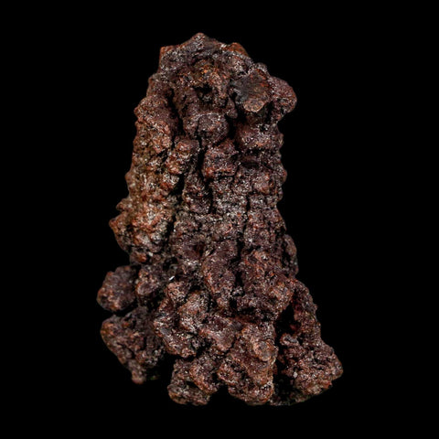 2.2" Prehistoric Coprolite Fossil Specimen Poop Dung Miocene Madagascar - Fossil Age Minerals