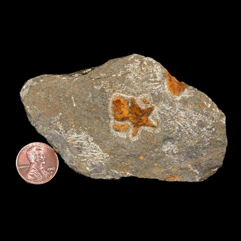 17MM Brittlestar Petraster Starfish Fossil Ordovician Age Blekus Morocco COA - Fossil Age Minerals