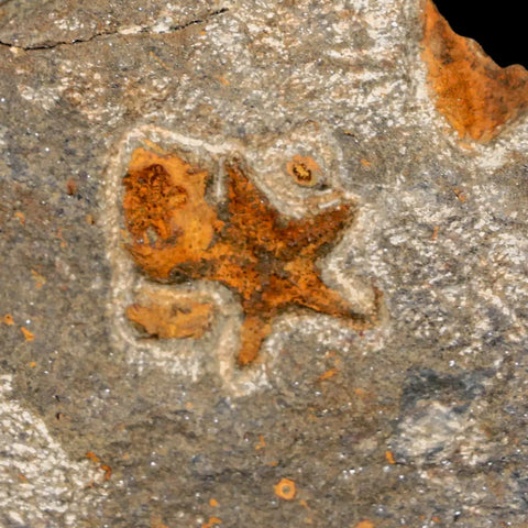 17MM Brittlestar Petraster Starfish Fossil Ordovician Age Blekus Morocco COA - Fossil Age Minerals