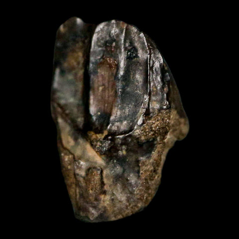 0.4" Avaceratops Fossil Tooth Judith River FM MT Cretaceous Dinosaur Display COA - Fossil Age Minerals