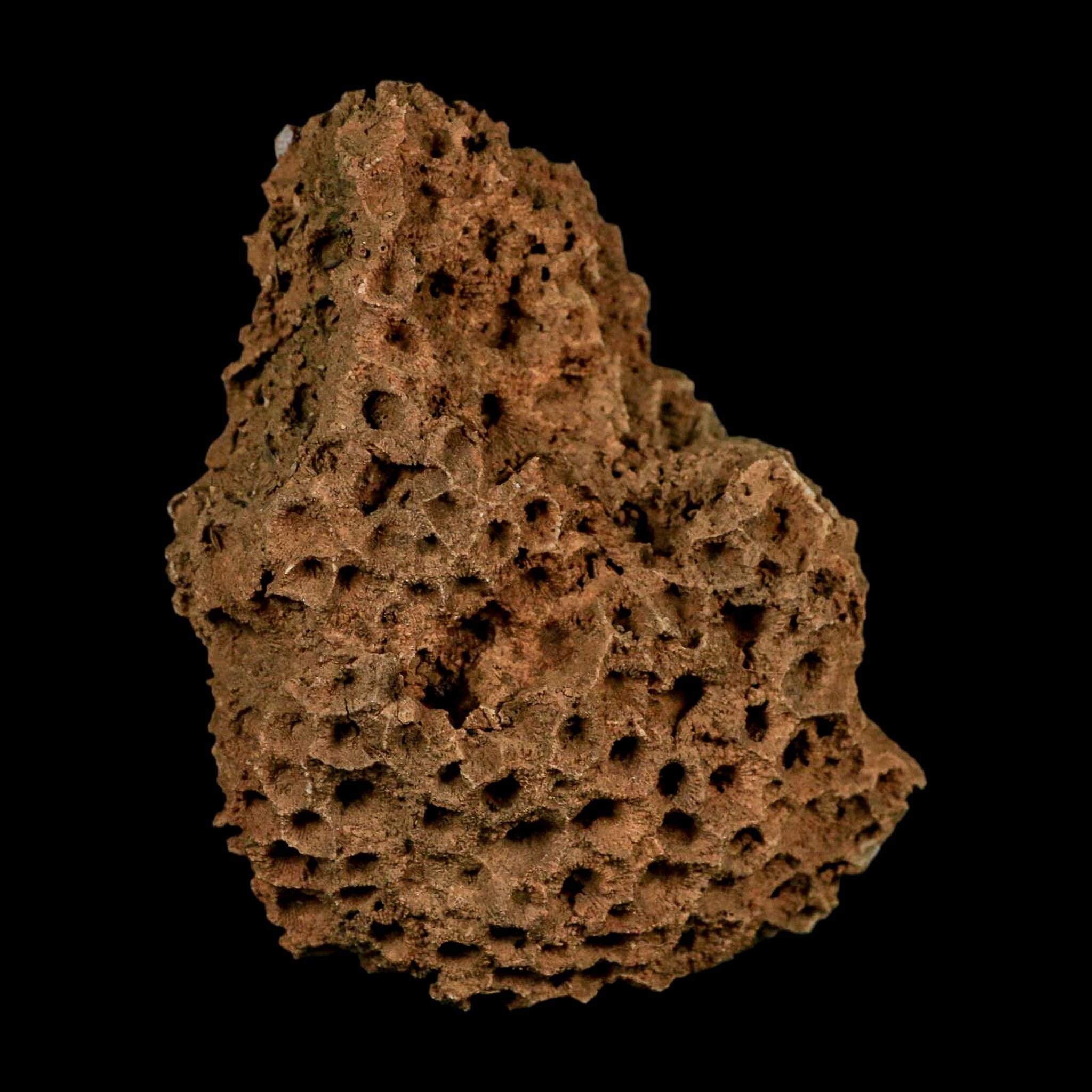 3.9" Colonial Rugose Coral Fossil Devonian Age Speed Quarry, Clark County, Indiana - Fossil Age Minerals