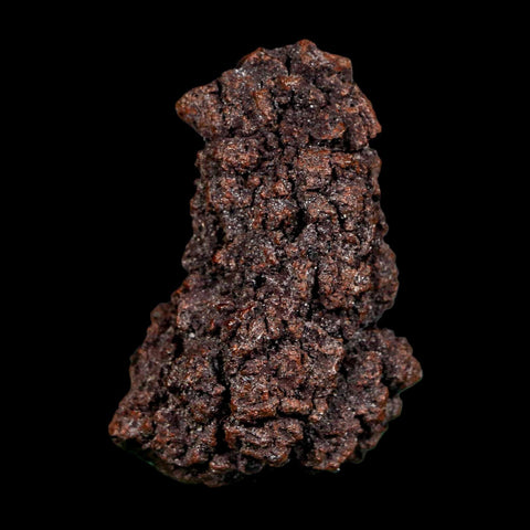 2.2" Prehistoric Coprolite Fossil Specimen Poop Dung Miocene Madagascar - Fossil Age Minerals
