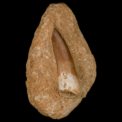 1.9" Plesiosaur Zarafasaura Tooth Fossil In Matrix Cretaceous Dinosaur Era COA - Fossil Age Minerals