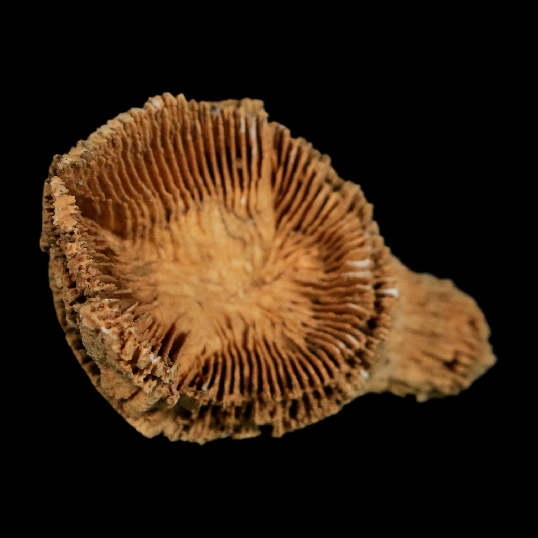 2.6" Rugose Horn Coral Fossil Devonian Age Speed Quarry, Clark County, Indiana