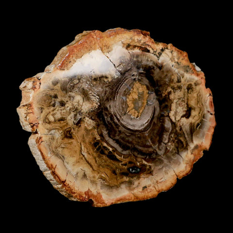4.8" Fossilized Polished Petrified Wood Branch Madagascar 66-225 Million Yrs Old - Fossil Age Minerals