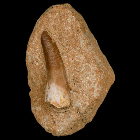 1.9" Plesiosaur Zarafasaura Tooth Fossil In Matrix Cretaceous Dinosaur Era COA - Fossil Age Minerals