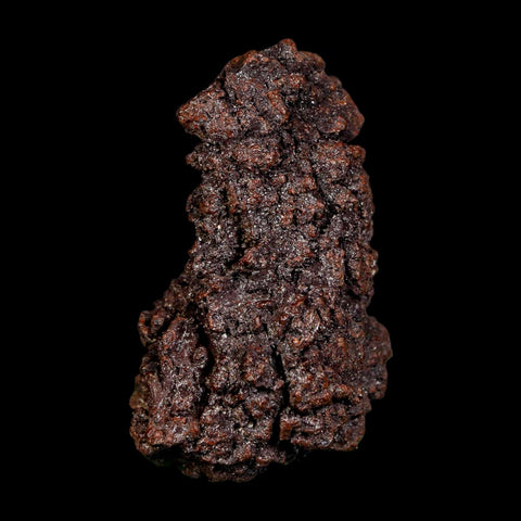 2.2" Prehistoric Coprolite Fossil Specimen Poop Dung Miocene Madagascar - Fossil Age Minerals