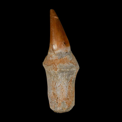 2.2" Halisaurus Walkeri Mosasaur Fossil Tooth Rooted Cretaceous Dinosaur Era COA