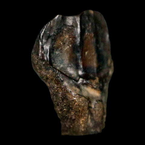 0.4" Avaceratops Fossil Tooth Judith River FM MT Cretaceous Dinosaur Display COA - Fossil Age Minerals