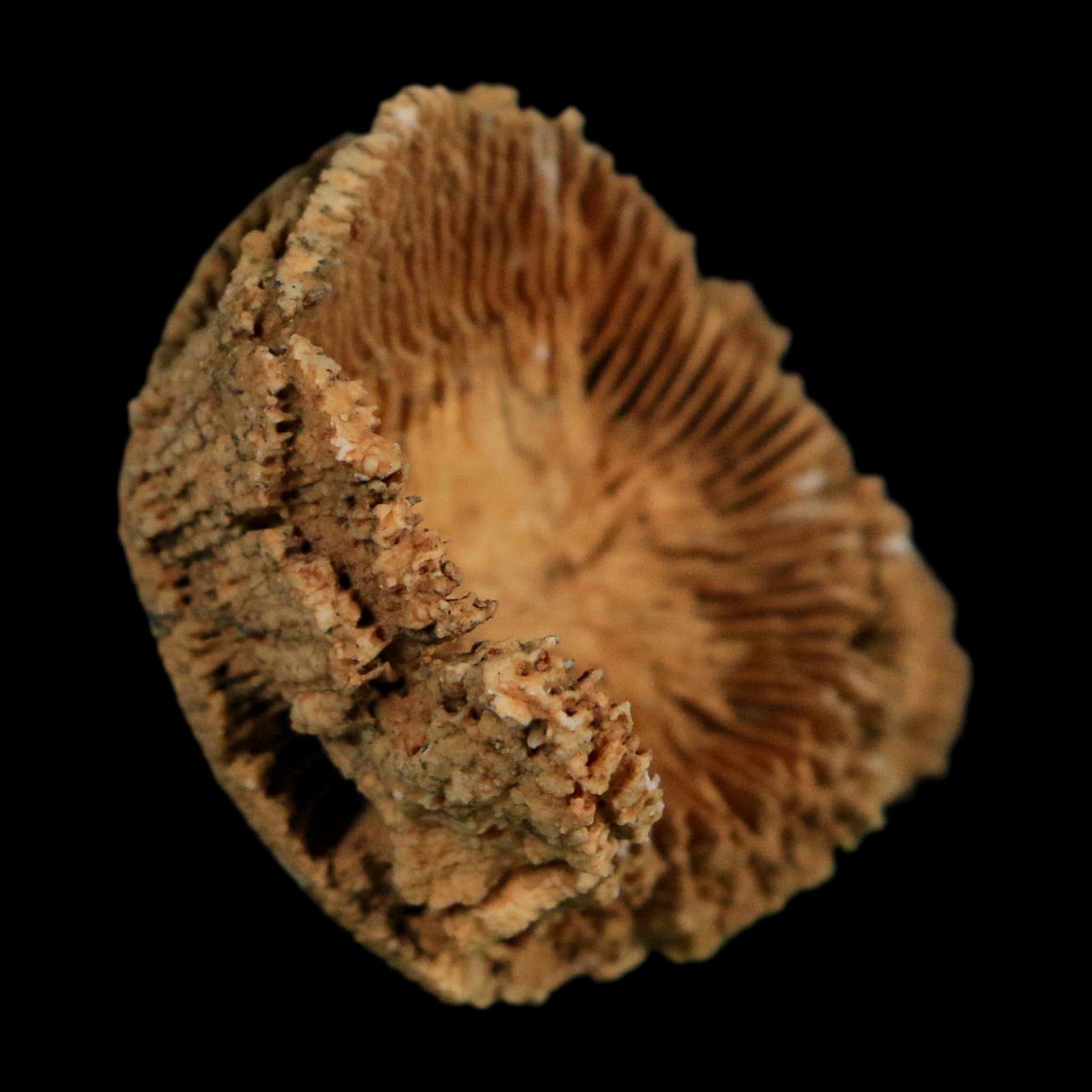 2.6" Rugose Horn Coral Fossil Devonian Age Speed Quarry, Clark County, Indiana