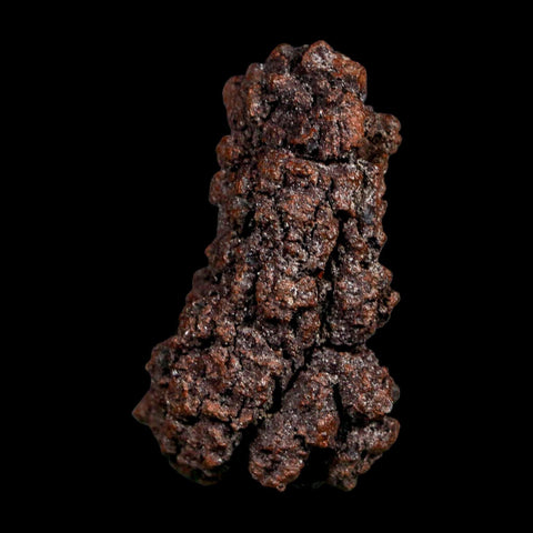 2.2" Prehistoric Coprolite Fossil Specimen Poop Dung Miocene Madagascar - Fossil Age Minerals