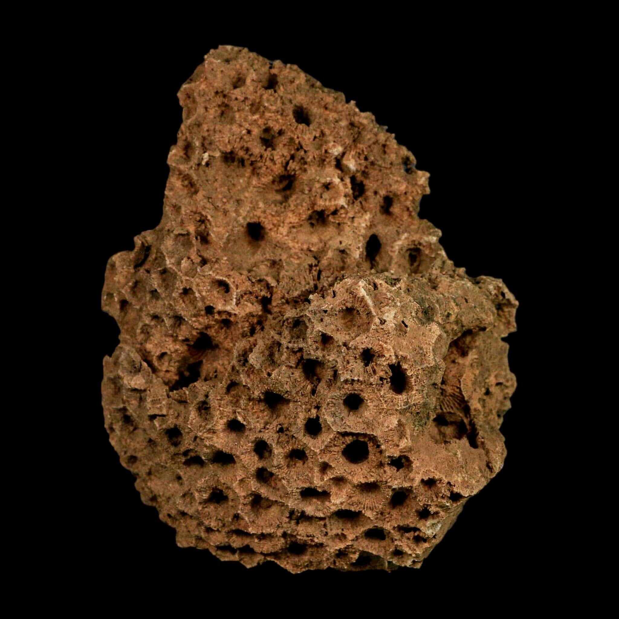3.9" Colonial Rugose Coral Fossil Devonian Age Speed Quarry, Clark County, Indiana - Fossil Age Minerals