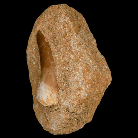 1.9" Plesiosaur Zarafasaura Tooth Fossil In Matrix Cretaceous Dinosaur Era COA - Fossil Age Minerals