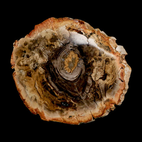 4.8" Fossilized Polished Petrified Wood Branch Madagascar 66-225 Million Yrs Old - Fossil Age Minerals