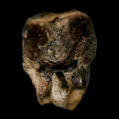 0.4" Avaceratops Fossil Tooth Judith River FM MT Cretaceous Dinosaur Display COA - Fossil Age Minerals