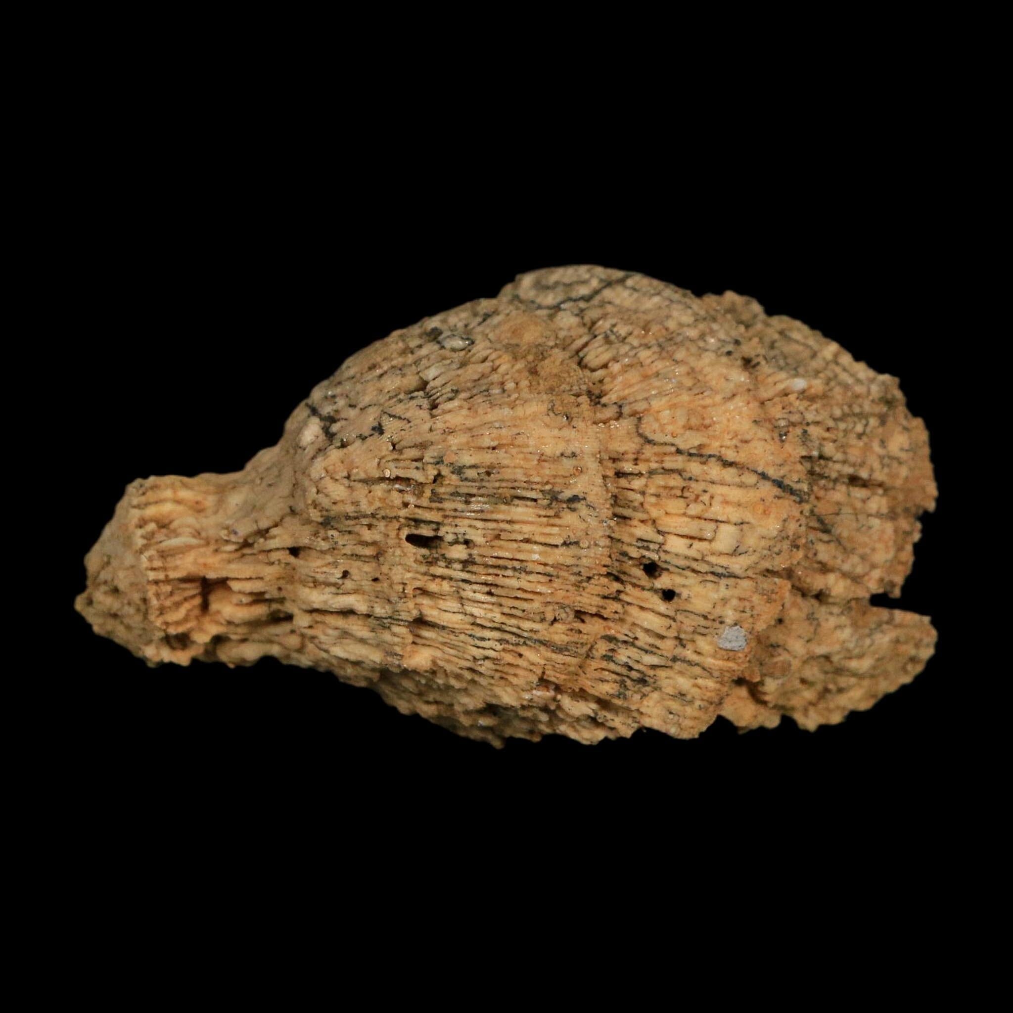 2.6" Rugose Horn Coral Fossil Devonian Age Speed Quarry, Clark County, Indiana
