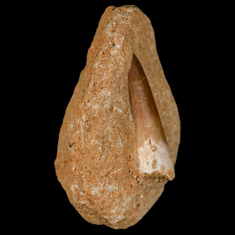 1.9" Plesiosaur Zarafasaura Tooth Fossil In Matrix Cretaceous Dinosaur Era COA - Fossil Age Minerals