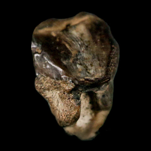 0.4" Avaceratops Fossil Tooth Judith River FM MT Cretaceous Dinosaur Display COA - Fossil Age Minerals