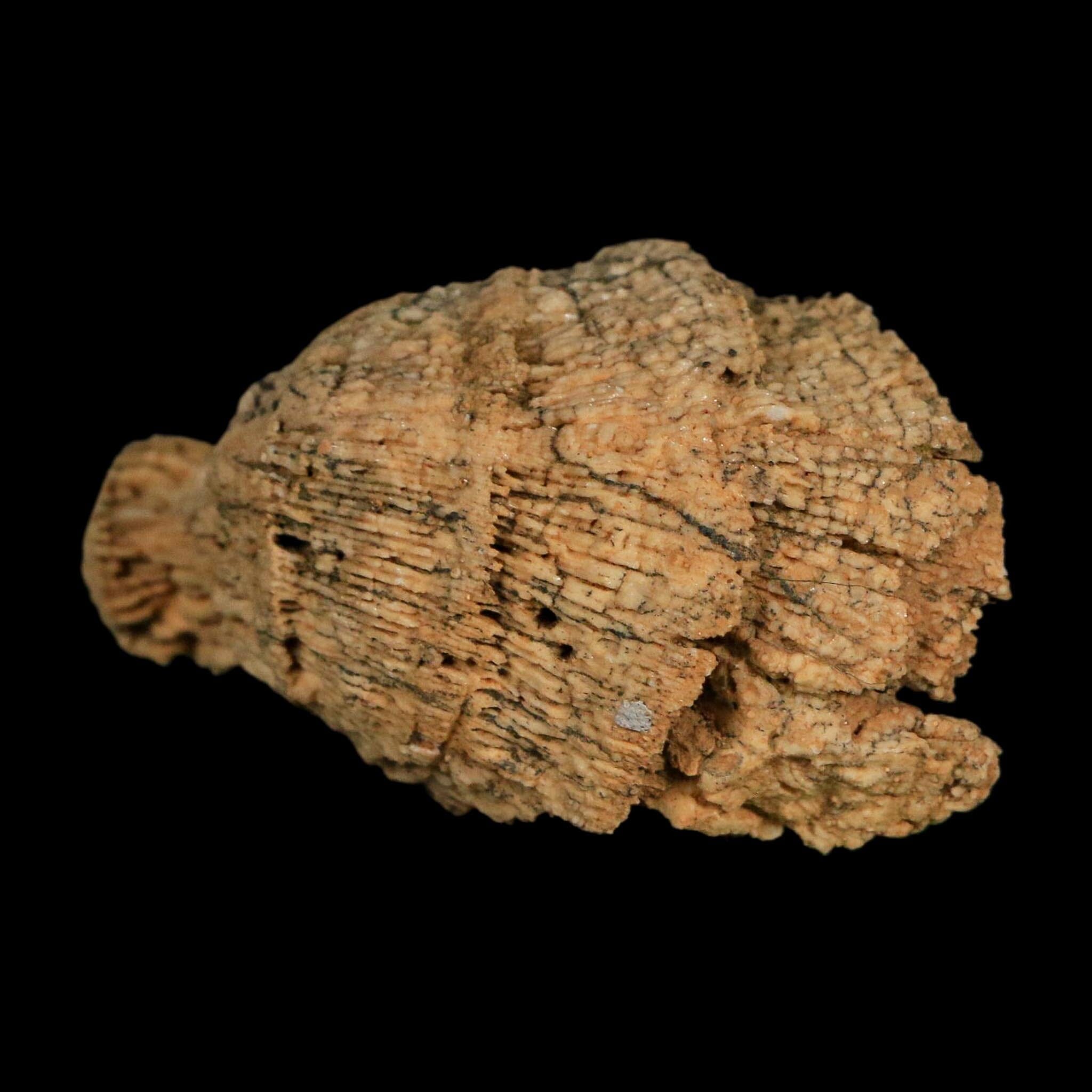2.6" Rugose Horn Coral Fossil Devonian Age Speed Quarry, Clark County, Indiana