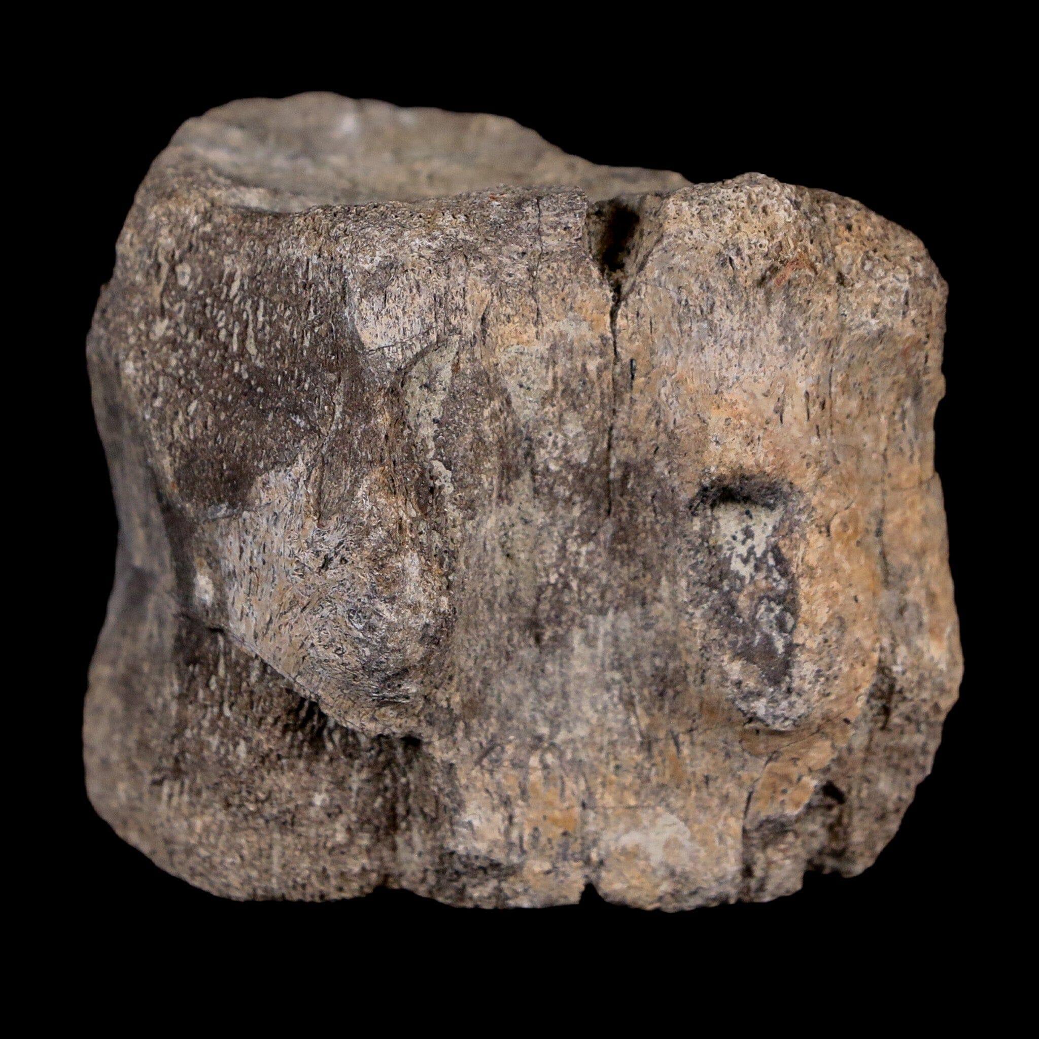 2.1" Maiasaura Hadrosaur Dinosaur Vertebrae Bone Fossil Two Medicine FM MT COA - Fossil Age Minerals