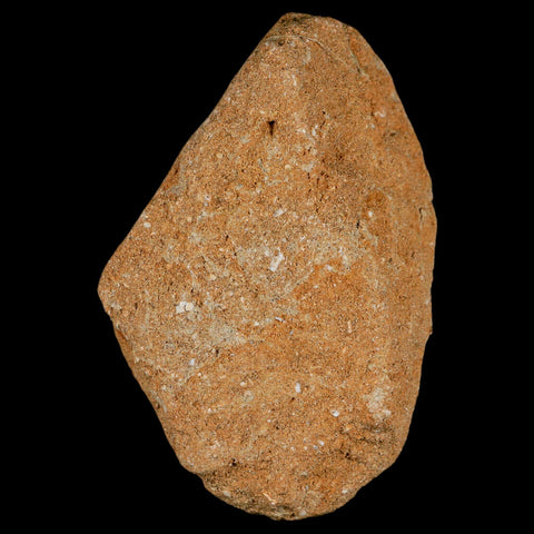 1.9" Plesiosaur Zarafasaura Tooth Fossil In Matrix Cretaceous Dinosaur Era COA - Fossil Age Minerals