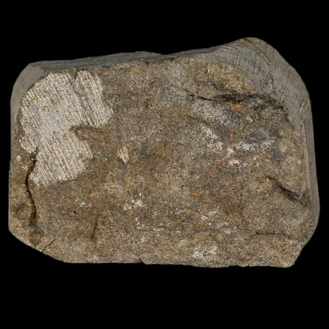22MM Brittlestar Petraster Starfish Fossil Ordovician Age Blekus Morocco COA - Fossil Age Minerals