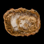 5" Fossilized Polished Petrified Wood Branch Madagascar 66-225 Million Yrs Old