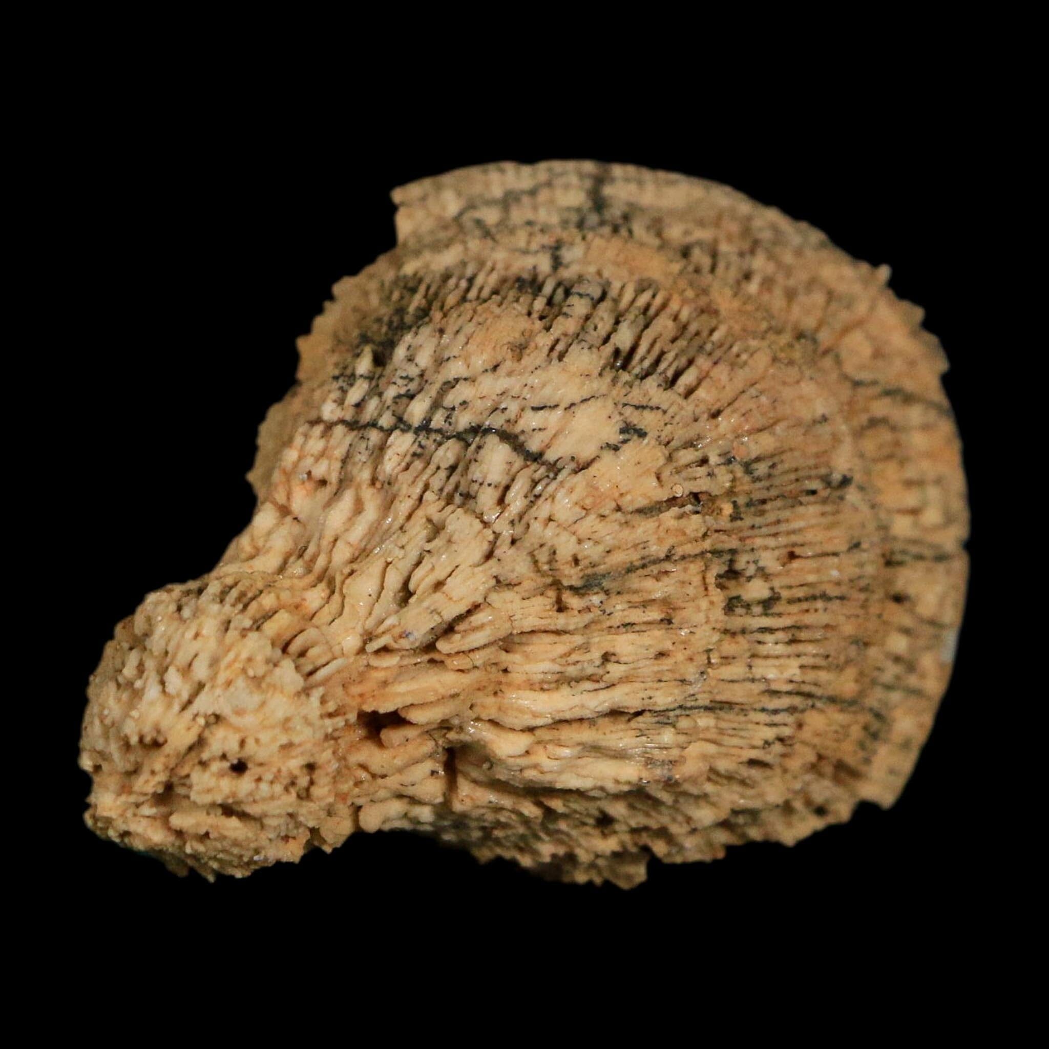 2.6" Rugose Horn Coral Fossil Devonian Age Speed Quarry, Clark County, Indiana